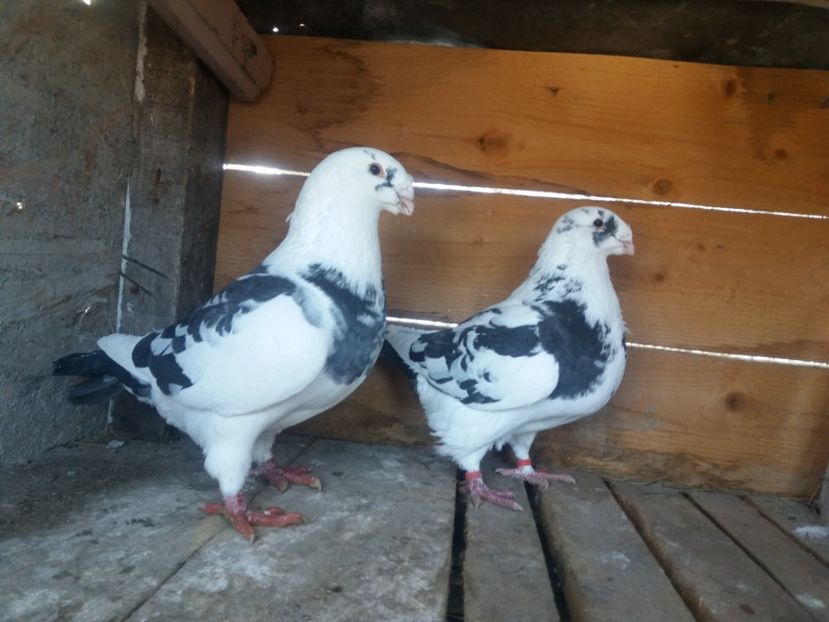  - Perechea nr 4 matcă 2018 A G H