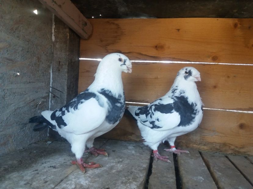  - Perechea nr 4 matcă 2018 A G H