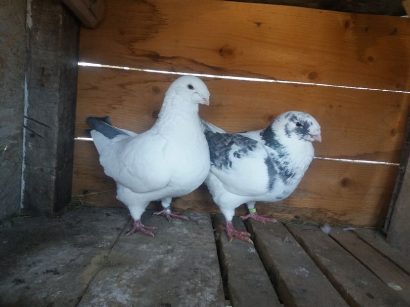  - Perechea nr 5 matcă 2018 A G H