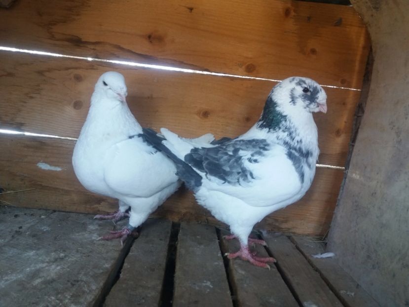  - Perechea nr 5 matcă 2018 A G H