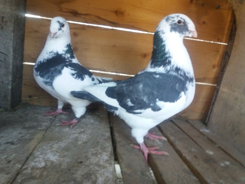  - Perechea nr 6 matcă 2018 A G H