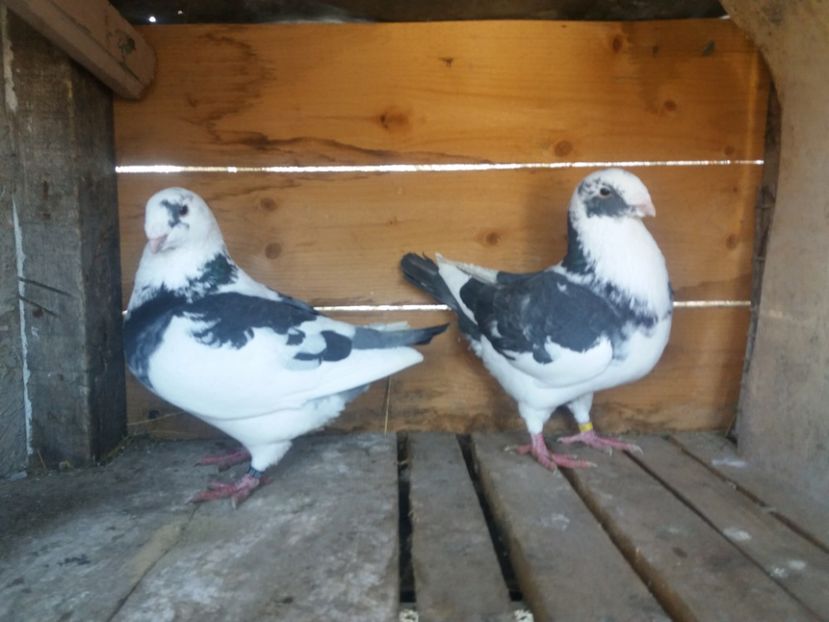  - Perechea nr 6 matcă 2018 A G H