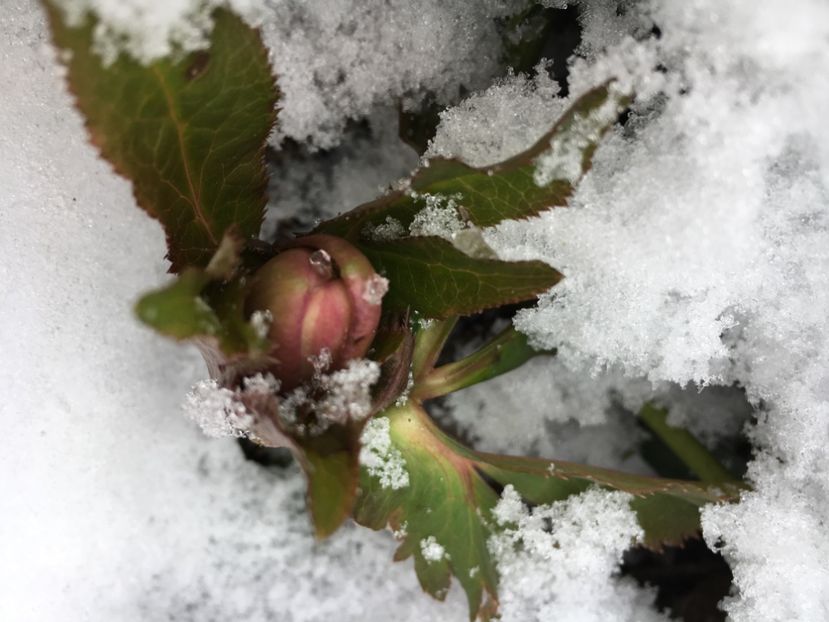 7CB0C3F4-8D79-4F50-8428-B32F371C366D - 28 Ianuarie 2018