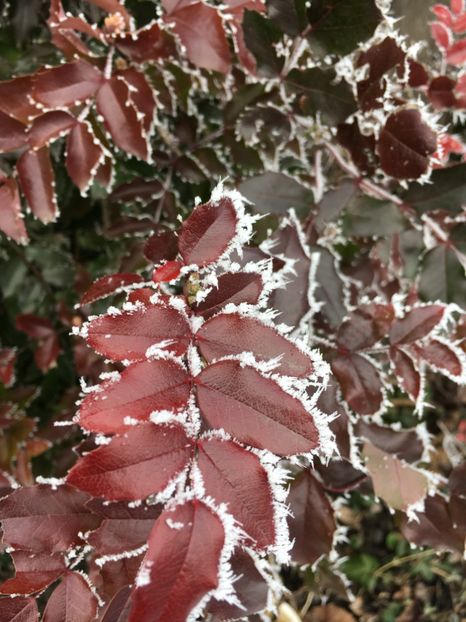 4AC94658-05AE-4789-87A1-50DF7E2A8DD5 - 28 Ianuarie 2018