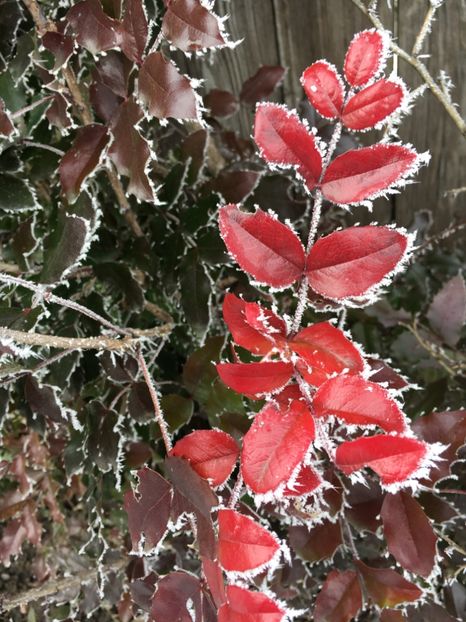 89B1D1ED-1788-4E9F-84E3-7CC8A38AF978 - 28 Ianuarie 2018