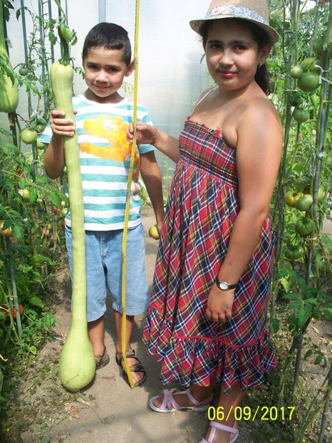 DOVLECEL TROMBETTA  (2) - DOVLECEI CĂȚĂRĂTORI TROMBETTA D ALBENGA