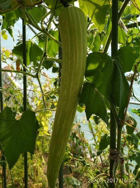 DOVLECEL TROMBETTA (7) - DOVLECEI CĂȚĂRĂTORI TROMBETTA D ALBENGA