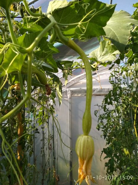 DOVLECEL TROMBETTA (12) - Copy - DOVLECEI CĂȚĂRĂTORI TROMBETTA D ALBENGA