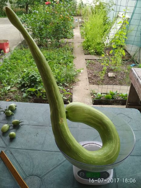 DOVLECEL TROMBETTA (29) - DOVLECEI CĂȚĂRĂTORI TROMBETTA D ALBENGA