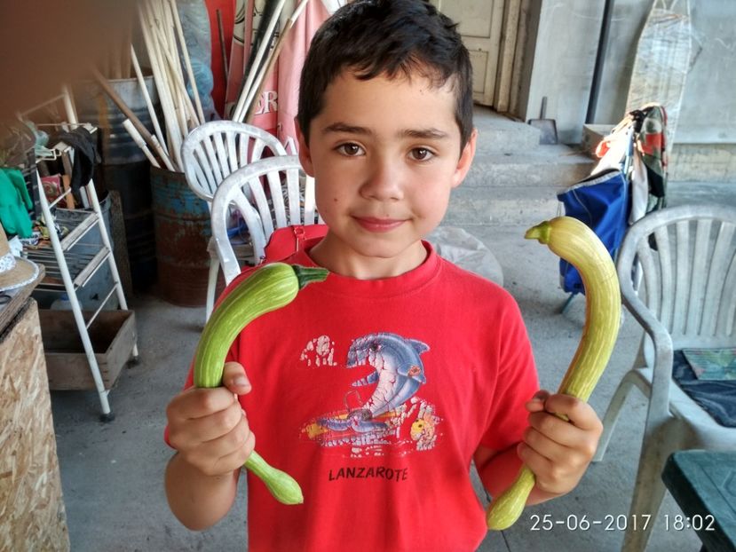 DOVLECEL TROMBETTA (32) - DOVLECEI CĂȚĂRĂTORI TROMBETTA D ALBENGA