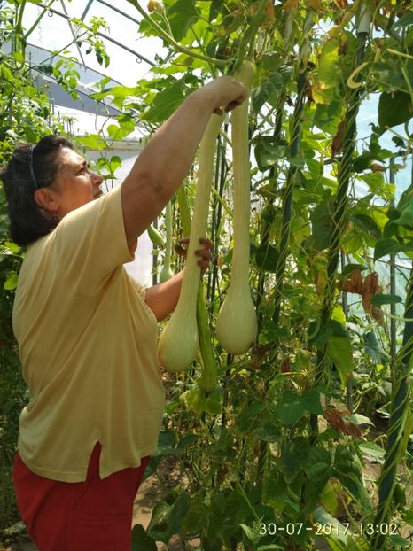 DOVLECEL TROMBETTA (49) - DOVLECEI CĂȚĂRĂTORI TROMBETTA D ALBENGA