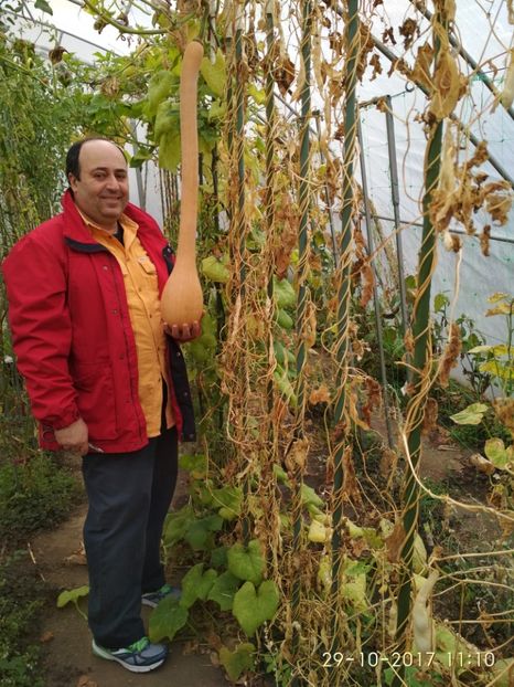 DOVLECEL TROMBETTA (78) - DOVLECEI CĂȚĂRĂTORI TROMBETTA D ALBENGA