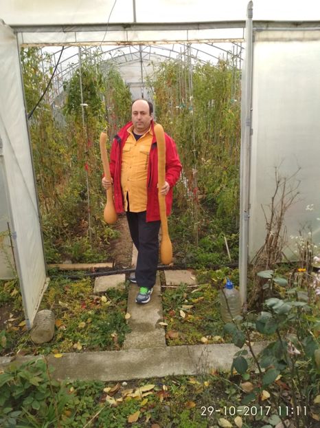 DOVLECEL TROMBETTA (87) - DOVLECEI CĂȚĂRĂTORI TROMBETTA D ALBENGA