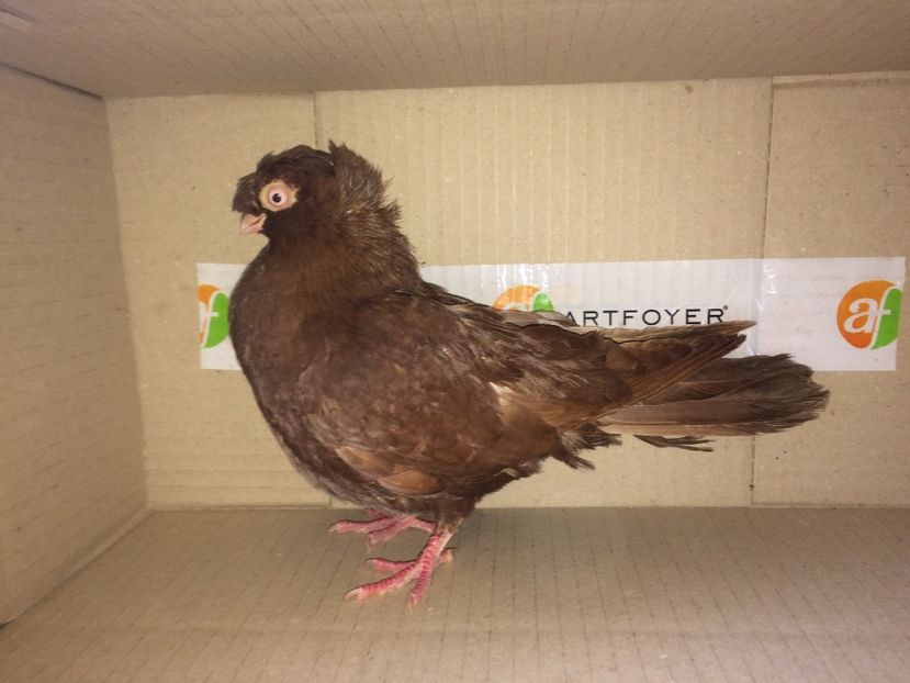 9070  mascul  2017 - Plecați ALBUM 1