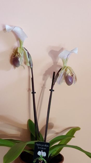  - Paphiopedilum
