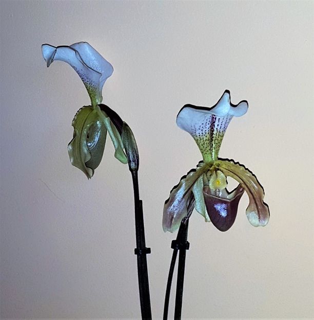 Leeanum - Paphiopedilum