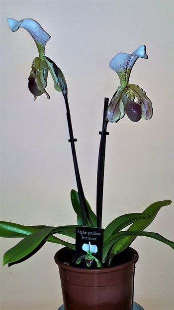  - Paphiopedilum