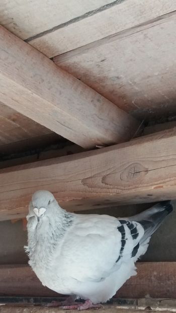 M-2015 - Masculi 2018