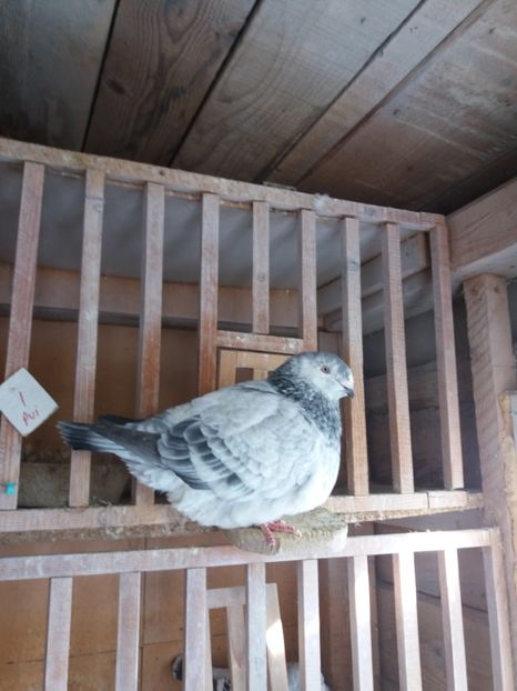 F-2016 vandut - Vanzare