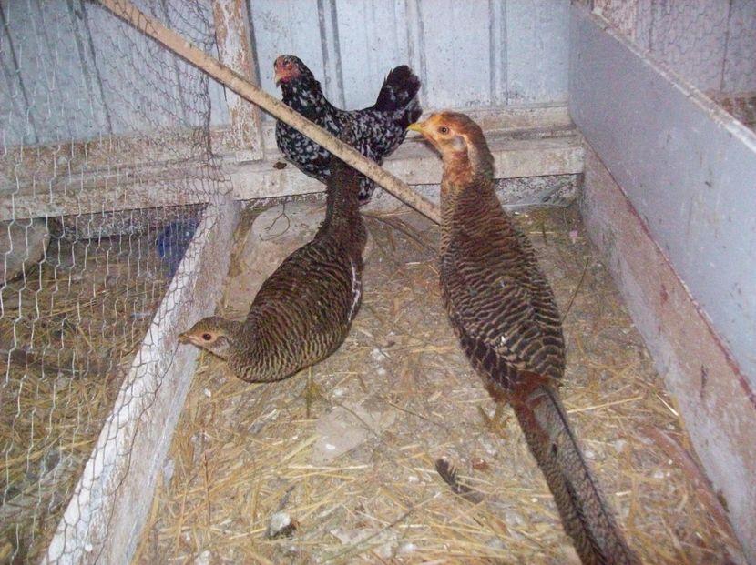  - Fazani auriu pe rosu