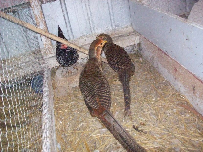  - Fazani auriu pe rosu