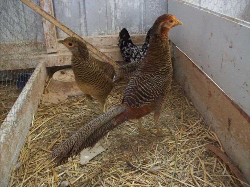  - Fazani auriu pe rosu