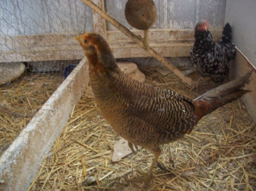  - Fazani auriu pe rosu