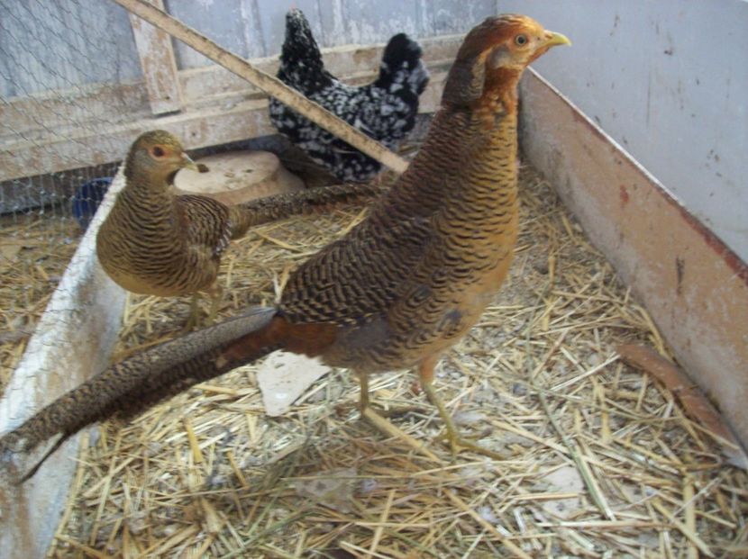  - Fazani auriu pe rosu