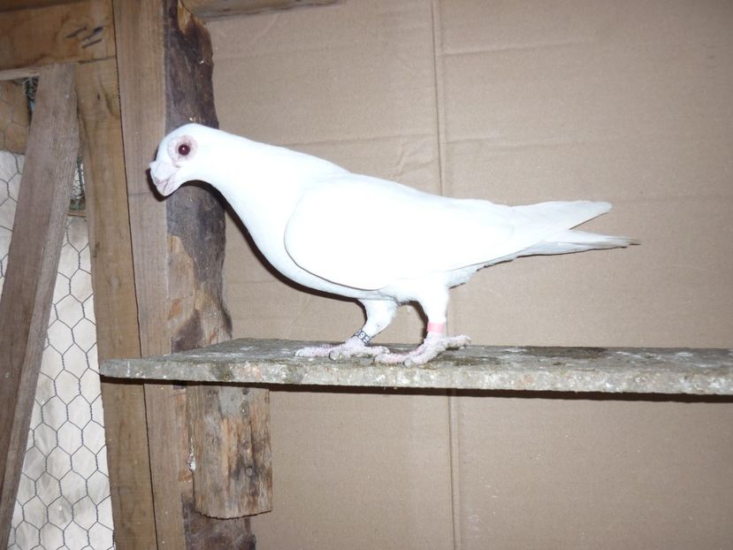 P1170816 - Carunculat de Oradea 2018