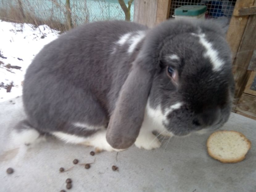  - ARHIVA IEPURI ce am avut câteva exemplare