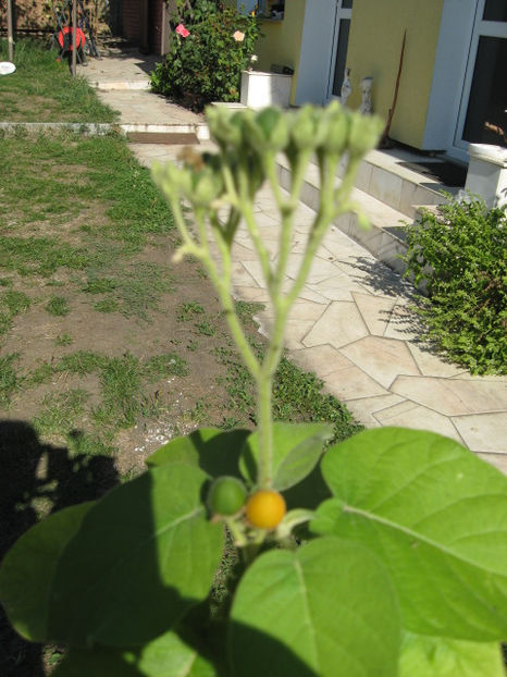 Picture 8554 - Tamarillo