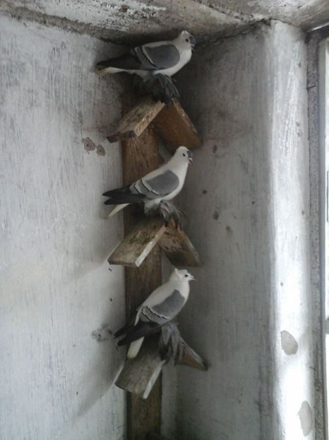  - Randunele de Saxonia