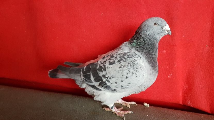  - 0- 16 ian 2018 Masculi voiajori standard pentru matca