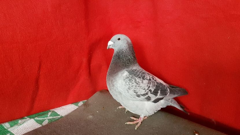  - 0- 16 ian 2018 Masculi voiajori standard pentru matca