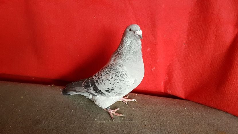  - 0- 16 ian 2018 Masculi voiajori standard pentru matca