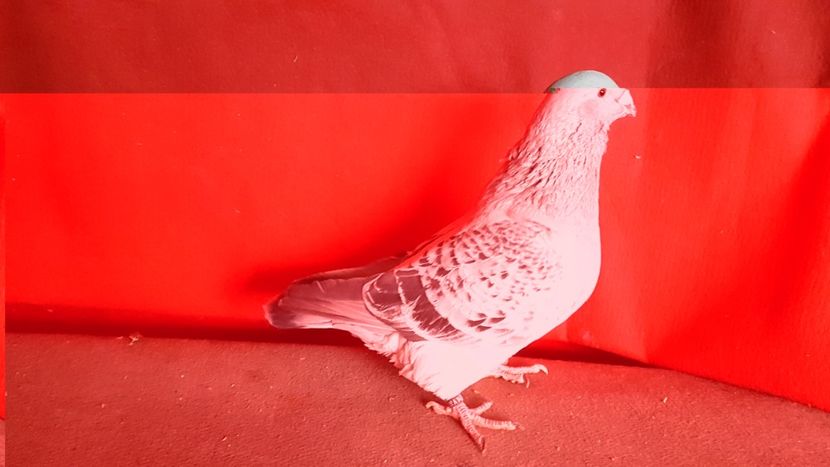  - 0- 16 ian 2018 Masculi voiajori standard pentru matca