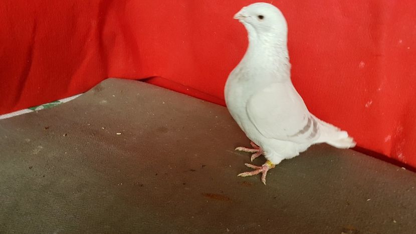  - 0- 16 ian 2018 Masculi voiajori standard pentru matca