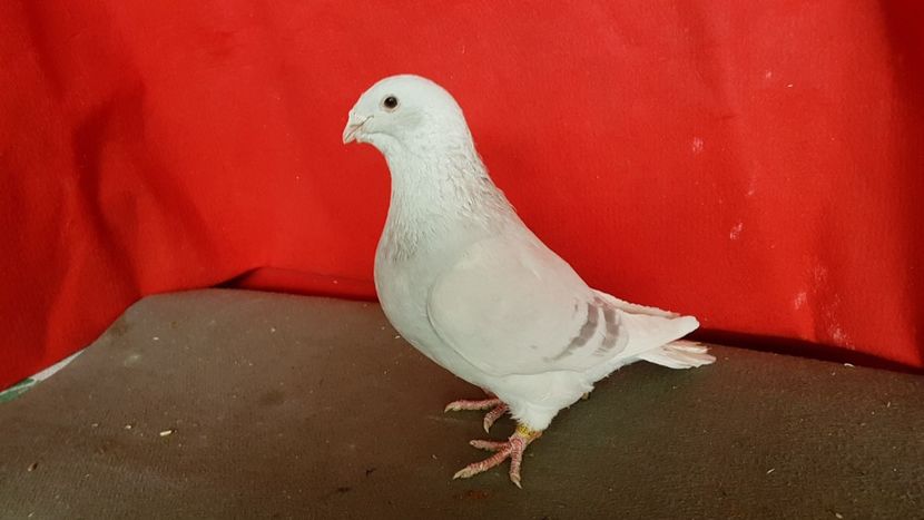  - 0- 16 ian 2018 Masculi voiajori standard pentru matca