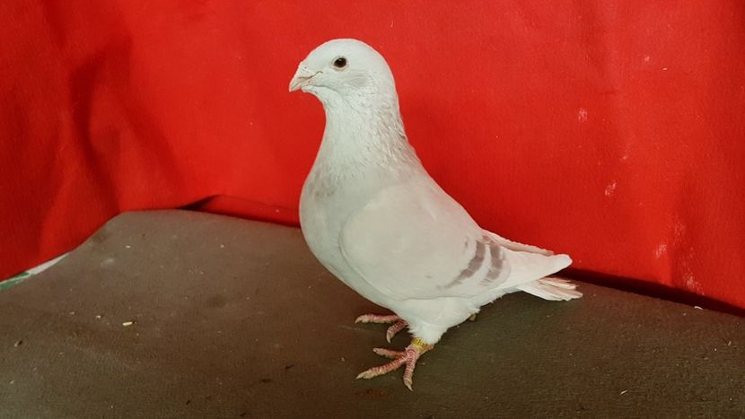  - 0- 16 ian 2018 Masculi voiajori standard pentru matca