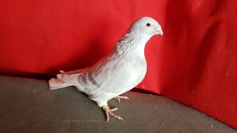  - 0- 16 ian 2018 Masculi voiajori standard pentru matca