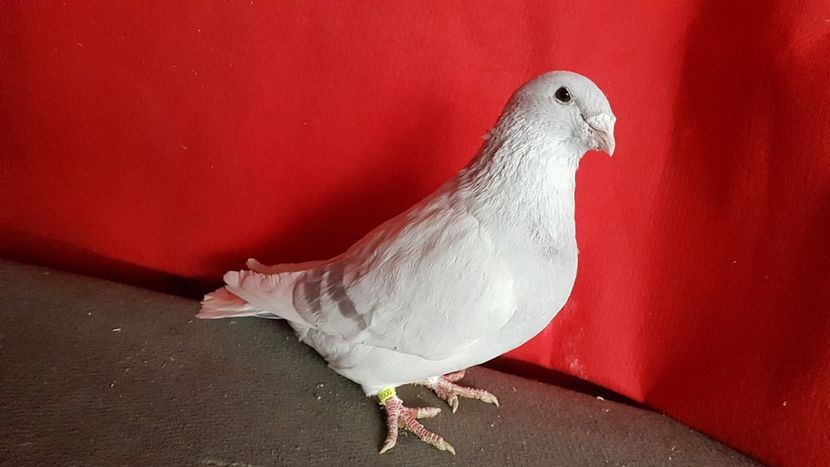  - 0- 16 ian 2018 Masculi voiajori standard pentru matca