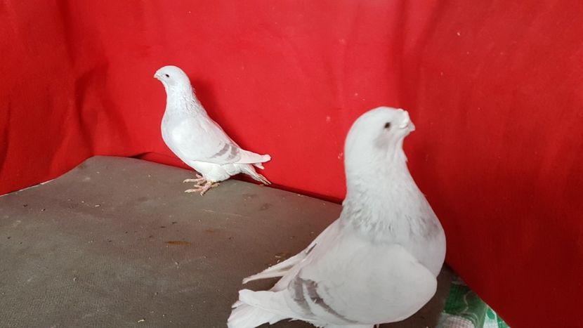  - 0- 16 ian 2018 Masculi voiajori standard pentru matca