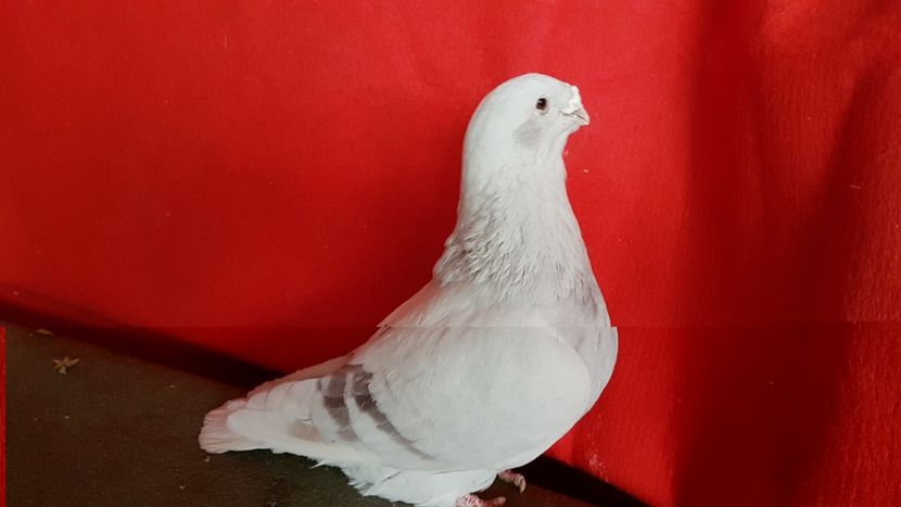  - 0- 16 ian 2018 Masculi voiajori standard pentru matca