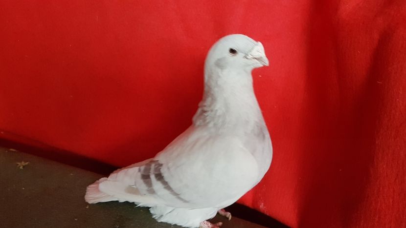  - 0- 16 ian 2018 Masculi voiajori standard pentru matca