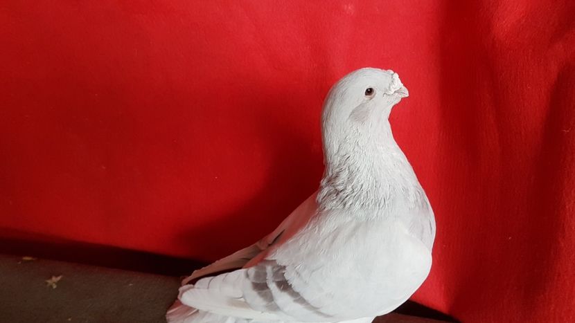  - 0- 16 ian 2018 Masculi voiajori standard pentru matca