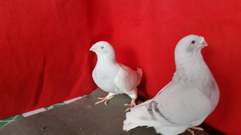  - 0- 16 ian 2018 Masculi voiajori standard pentru matca