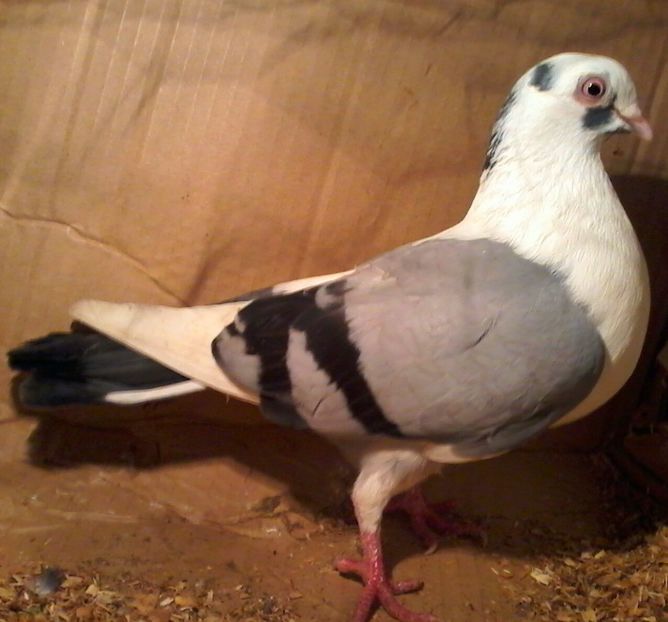 2016 - galateni pe albastru moriscari