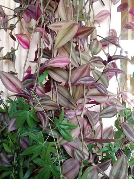 Tradescantia Zebrina - Plante verzi