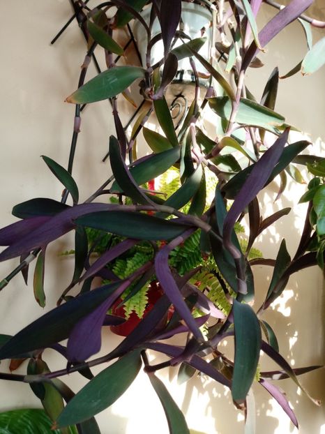 Tradescantia Pallida Viola-Purple Heart - Plante verzi