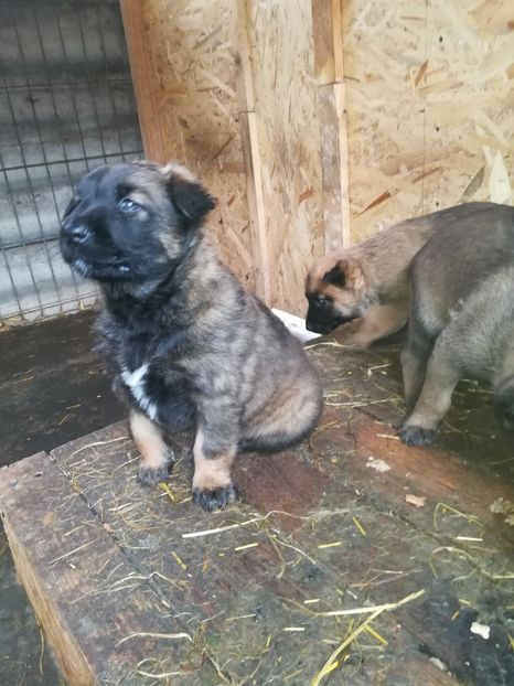 Avem 5 saptamani. Disponibili un mascul si 4 femele - CIOBANESC BELGIAN MALINOIS AMINTIRI